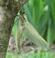 Attēlu rezultāti vaicājumam “Libellula quadrimaculata exuvia”