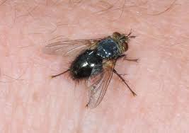 Attēlu rezultāti vaicājumam “Tachinidae”