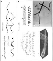 Attēlu rezultāti vaicājumam “Nostoc pruniforme macro”