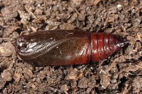 Attēlu rezultāti vaicājumam “Hypomecis punctinalis”