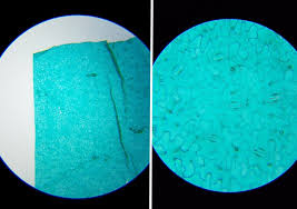 Attēlu rezultāti vaicājumam “Vicia faba leaf”