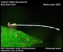 Attēlu rezultāti vaicājumam “Eupteryx vittata”