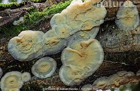 Attēlu rezultāti vaicājumam “Phlebia rufa”