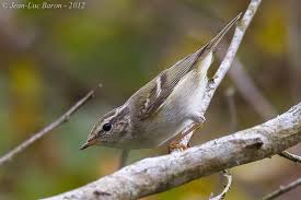 Attēlu rezultāti vaicājumam “Phylloscopus trochiloides”