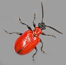 Attēlu rezultāti vaicājumam “Lilioceris lilii”