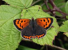 Attēlu rezultāti vaicājumam “Lycaena phlaeas underside”