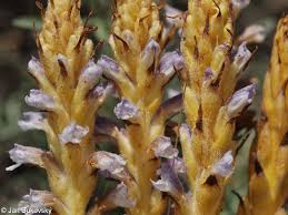 Attēlu rezultāti vaicājumam “Orobanche coerulescens flower”