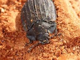 Attēlu rezultāti vaicājumam “Peltis grossa”