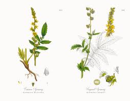 Attēlu rezultāti vaicājumam “Agrimonia eupatoria leaf”