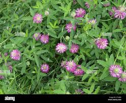 Attēlu rezultāti vaicājumam “Trifolium alpestre”