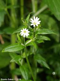 Attēlu rezultāti vaicājumam “Cerastium sylvaticum”