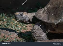 Attēlu rezultāti vaicājumam “Licea chelonoides”