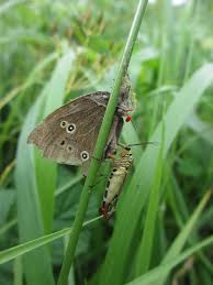 Attēlu rezultāti vaicājumam “Aphantopus hyperantus underside”