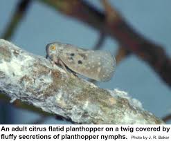 Attēlu rezultāti vaicājumam “Planaphrodes sp.”