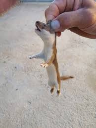 Attēlu rezultāti vaicājumam “Mustela erminea”