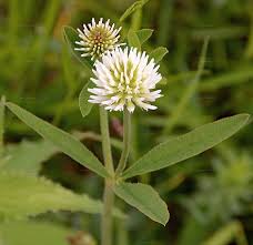 Attēlu rezultāti vaicājumam “Trifolium montanum fruit”