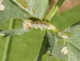 Attēlu rezultāti vaicājumam “Schizotus pectinicornis larva”