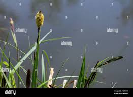 Attēlu rezultāti vaicājumam “Carex acuta leaf”