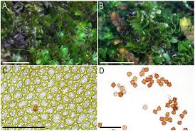 Attēlu rezultāti vaicājumam “Lophozia ascendens”