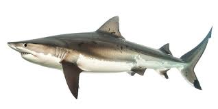 Image result for Lamna nasus