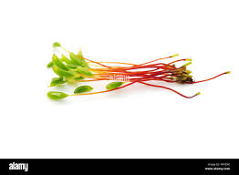 Attēlu rezultāti vaicājumam “Ceratodon purpureus sporophyte”