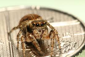 Attēlu rezultāti vaicājumam “Evarcha falcata female”