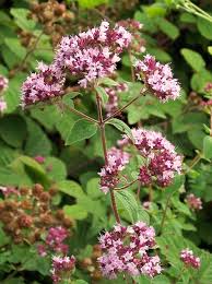 Attēlu rezultāti vaicājumam “Origanum vulgare flower”