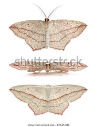 Attēlu rezultāti vaicājumam “Timandra comae”