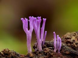 Attēlu rezultāti vaicājumam “Ramariopsis pulchella”