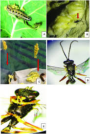 Attēlu rezultāti vaicājumam “Pieris brassicae larva”