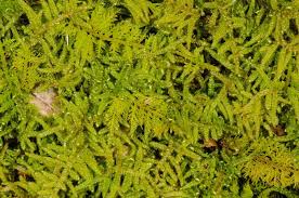 Attēlu rezultāti vaicājumam “Hypnum”