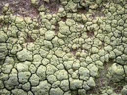 Attēlu rezultāti vaicājumam “Lecanora albella”