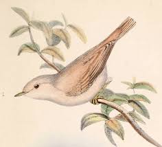 Image result for Sylvia nana