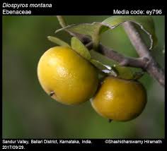 Attēlu rezultāti vaicājumam “Libanotis montana fruit”