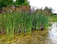 Attēlu rezultāti vaicājumam “Schoenoplectus lacustris subsp. glaucus”