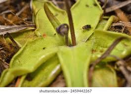 Attēlu rezultāti vaicājumam “Pinguicula vulgaris leaf”