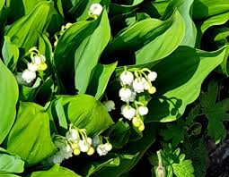 Attēlu rezultāti vaicājumam “Convallaria majalis fruit”