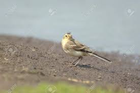 Attēlu rezultāti vaicājumam “Motacilla alba juvenile”