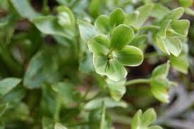 Image result for Helleborus foetidus