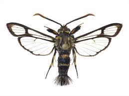 Attēlu rezultāti vaicājumam “Sesiidae”