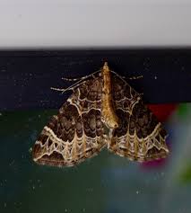 Attēlu rezultāti vaicājumam “Ecliptopera silaceata”