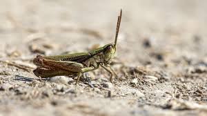 Attēlu rezultāti vaicājumam “Chortippus sp.”