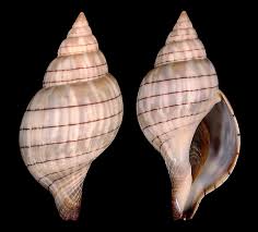 Image result for Cinctura hunteria