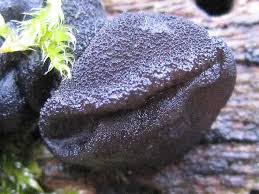 Attēlu rezultāti vaicājumam “Exidia truncata”