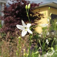 Attēlu rezultāti vaicājumam “Anthericum ramosum”