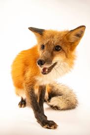 Attēlu rezultāti vaicājumam “Vulpes vulpes”