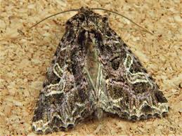 Attēlu rezultāti vaicājumam “Hadena rivularis”