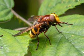 Image result for Dermatolepis inermis