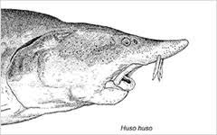 Image result for Huso fulvescens