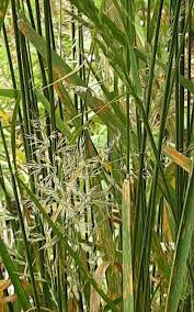 Attēlu rezultāti vaicājumam “Calamagrostis arundinacea leaf”
